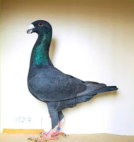Deutsche Schautaube, Farbenschlag Schwarz