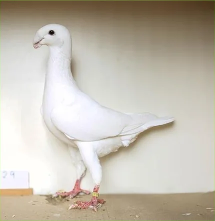 Deutsche Schautaube, Farbenschlag Weiß