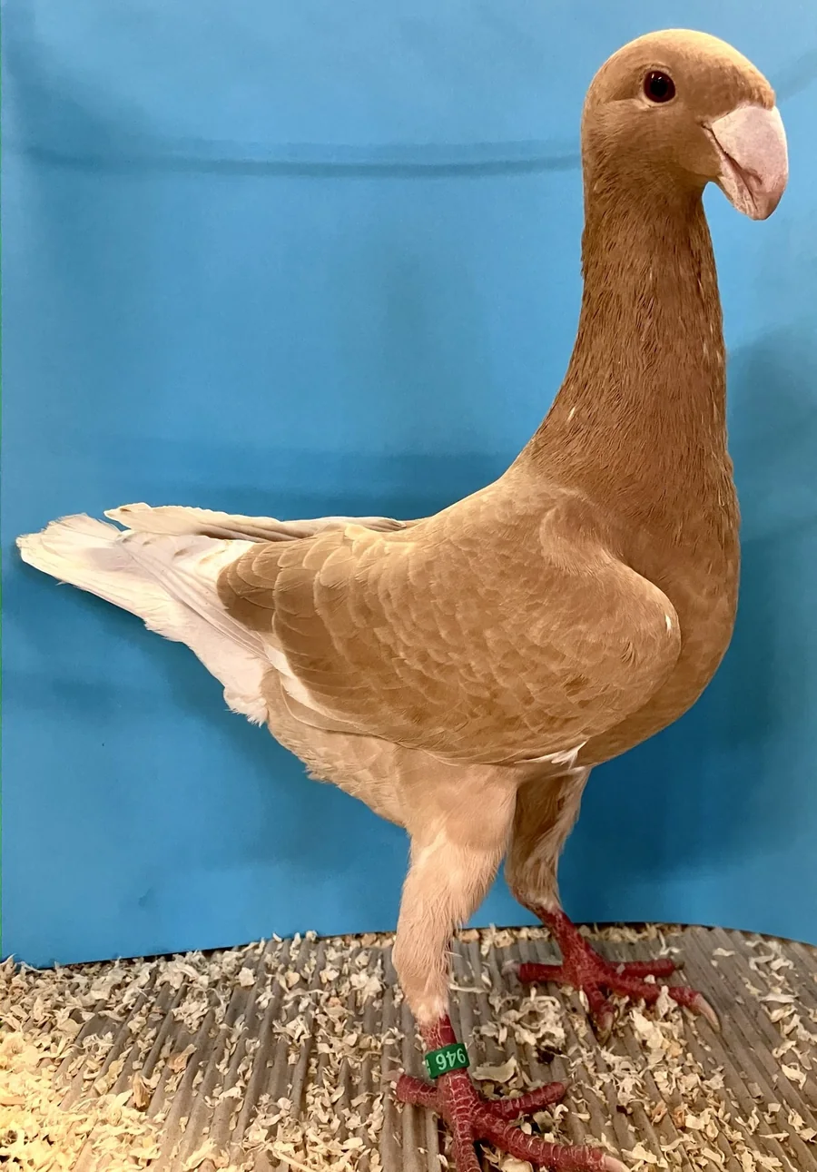 Deutsche Schautaube, dominant gelb, Studioaufnahme