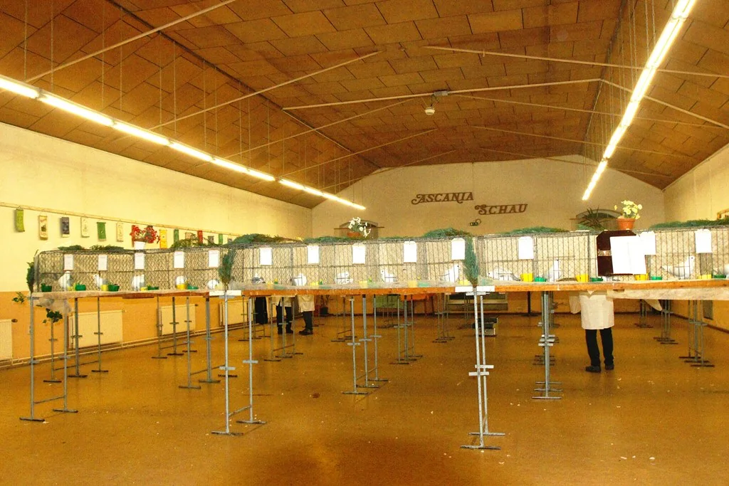 Ausstellungshalle mit Käfigreihen während einer Schautaubenschau
