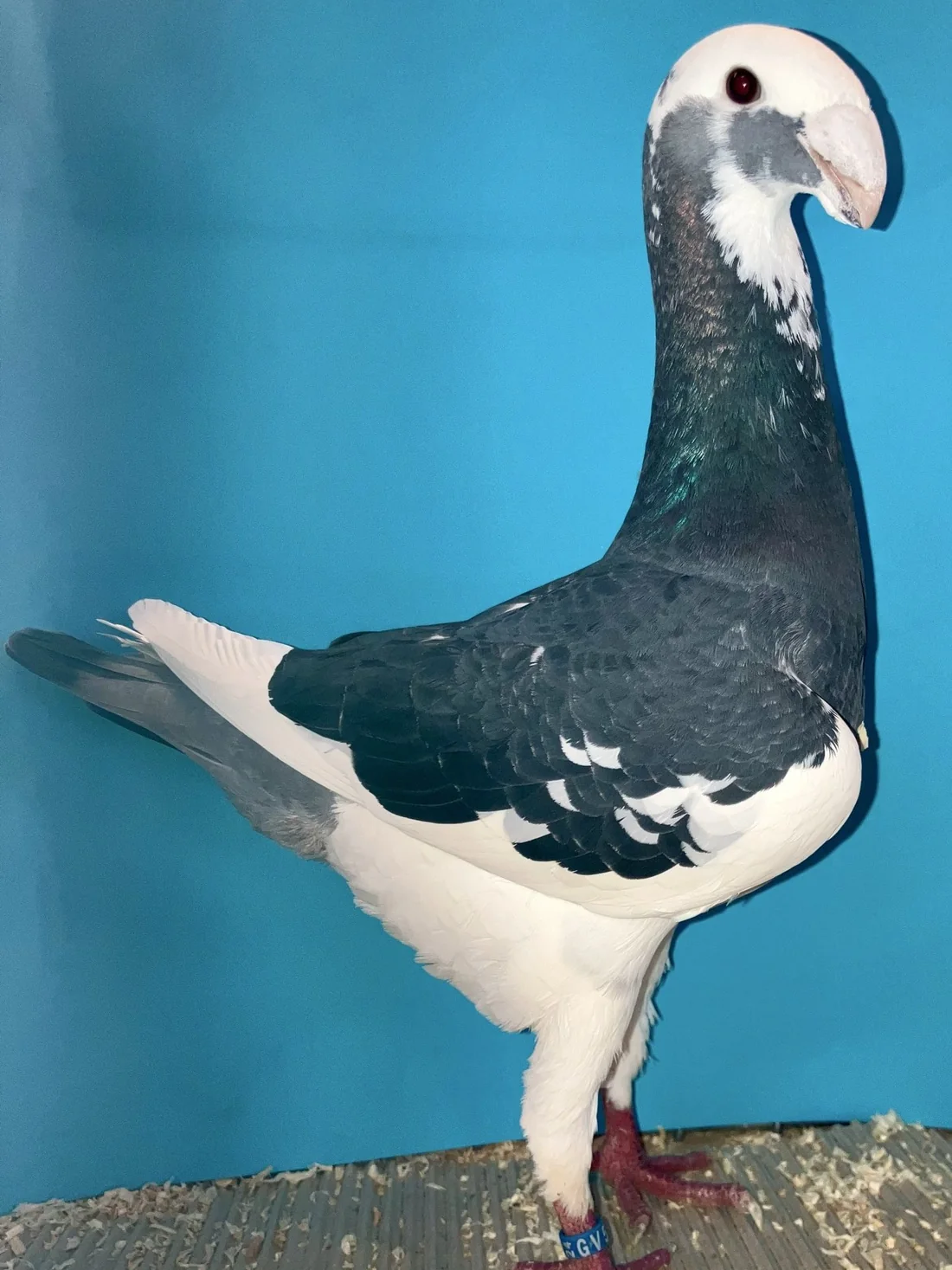 Deutsche Schautaube, blau gescheckt, in Ausstellungshaltung