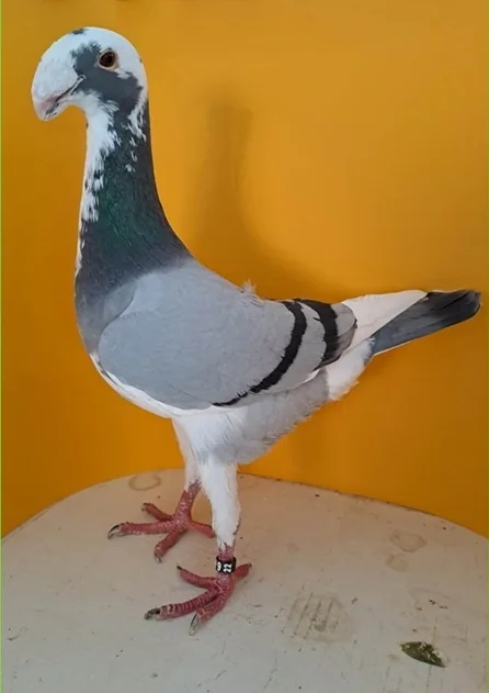 Deutsche Schautaube, blaufahl mit Binden